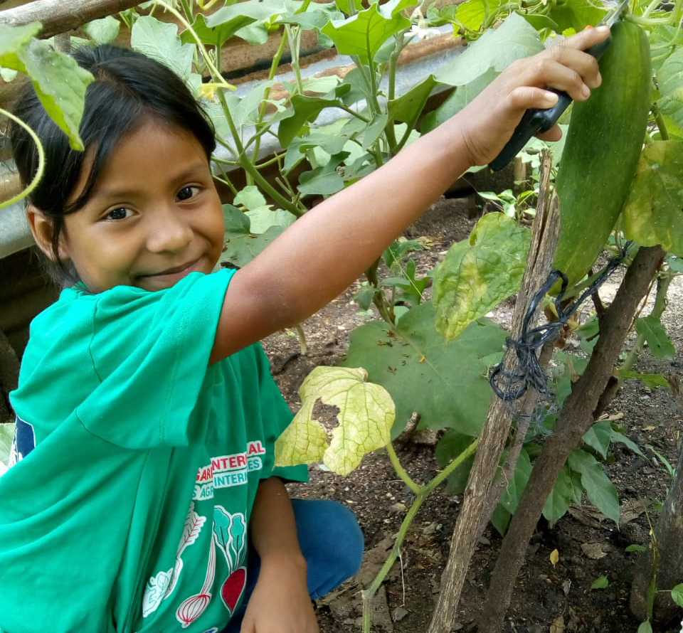 Student from Pueblo Modelo, Guatemala in the Young Gardeners International program harvesting some of her crop.